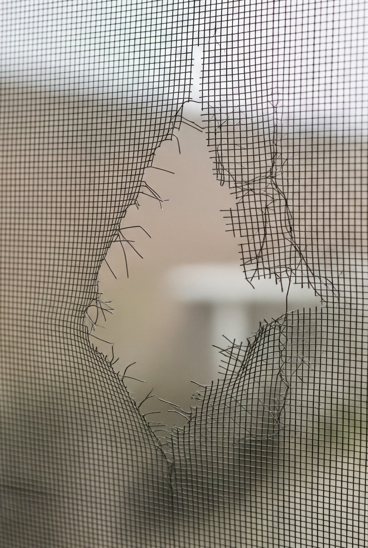 Prečo sa muchy v lete tlačia do našich izieb a ako tomu zabrániť